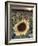 Sunflowers, Norfolk, England, Uk-Alan Copson-Framed Photographic Print