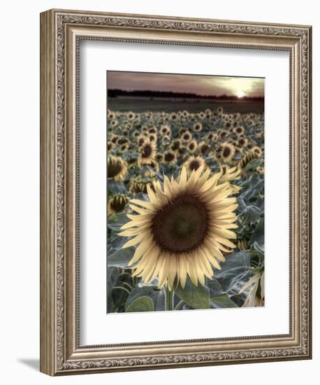 Sunflowers, Norfolk, England, Uk-Alan Copson-Framed Photographic Print