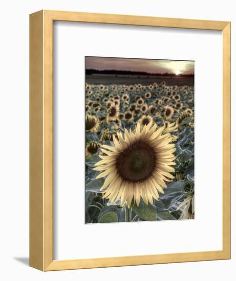 Sunflowers, Norfolk, England, Uk-Alan Copson-Framed Photographic Print