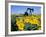 Sunflowers, Oil Derrick, Colorado, USA-Terry Eggers-Framed Photographic Print