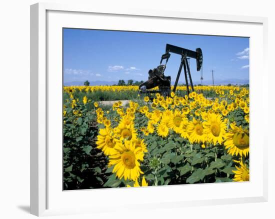 Sunflowers, Oil Derrick, Colorado, USA-Terry Eggers-Framed Photographic Print