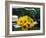 Sunflowers on a Garden Chair-Roland Krieg-Framed Photographic Print