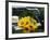 Sunflowers on a Garden Chair-Roland Krieg-Framed Photographic Print