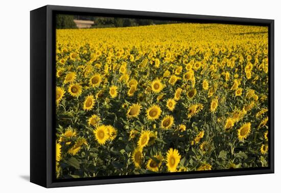 Sunflowers, Provence, France, Europe-Angelo Cavalli-Framed Premier Image Canvas