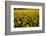 Sunflowers, Provence, France, Europe-Angelo Cavalli-Framed Photographic Print