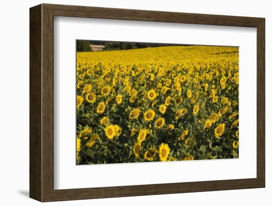 Sunflowers, Provence, France, Europe-Angelo Cavalli-Framed Photographic Print