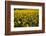 Sunflowers, Provence, France, Europe-Angelo Cavalli-Framed Photographic Print