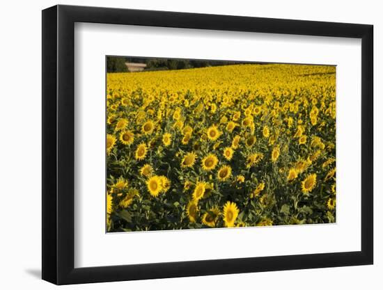 Sunflowers, Provence, France, Europe-Angelo Cavalli-Framed Photographic Print