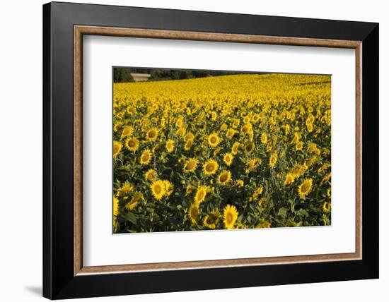 Sunflowers, Provence, France, Europe-Angelo Cavalli-Framed Photographic Print