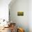 Sunflowers, Provence, France, Europe-Angelo Cavalli-Mounted Photographic Print displayed on a wall