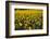 Sunflowers, Provence, France, Europe-Angelo Cavalli-Framed Photographic Print