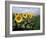 Sunflowers Sentinels, Rome, Italy 87-Monte Nagler-Framed Photographic Print