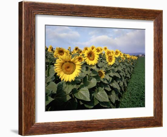 Sunflowers Sentinels, Rome, Italy 87-Monte Nagler-Framed Photographic Print