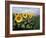 Sunflowers Sentinels, Rome, Italy 87-Monte Nagler-Framed Photographic Print