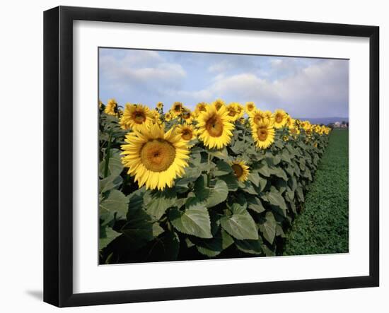 Sunflowers Sentinels, Rome, Italy 87-Monte Nagler-Framed Photographic Print