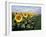 Sunflowers Sentinels, Rome, Italy 87-Monte Nagler-Framed Photographic Print