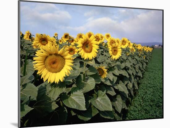 Sunflowers Sentinels, Rome, Italy 87-Monte Nagler-Mounted Photographic Print