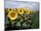 Sunflowers Sentinels, Rome, Italy 87-Monte Nagler-Mounted Photographic Print