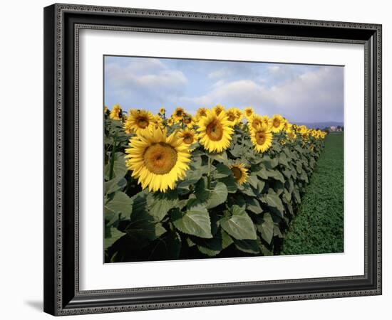 Sunflowers Sentinels, Rome, Italy 87-Monte Nagler-Framed Photographic Print