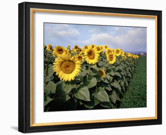 Sunflowers Sentinels, Rome, Italy 87-Monte Nagler-Framed Photographic Print