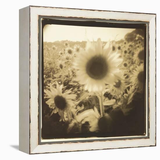 Sunflowers, Spain-Theo Westenberger-Framed Premier Image Canvas