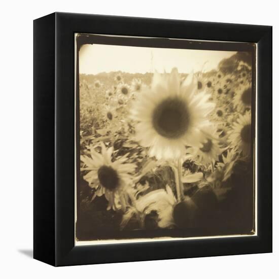 Sunflowers, Spain-Theo Westenberger-Framed Premier Image Canvas