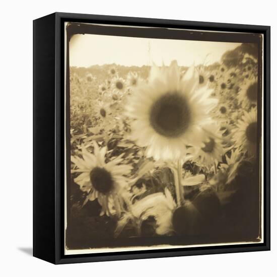 Sunflowers, Spain-Theo Westenberger-Framed Premier Image Canvas