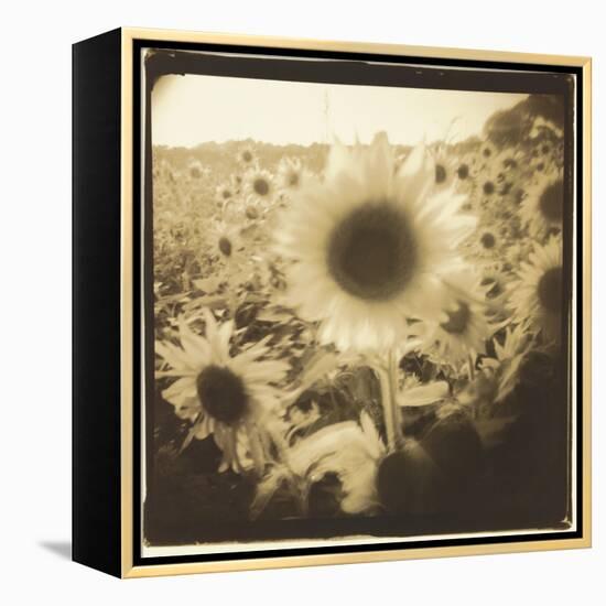 Sunflowers, Spain-Theo Westenberger-Framed Premier Image Canvas