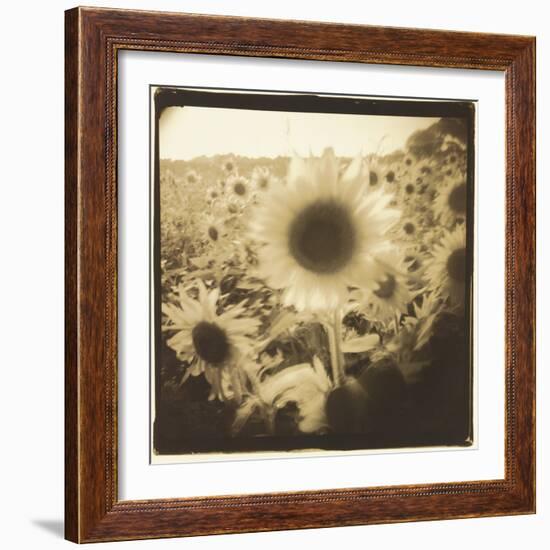 Sunflowers, Spain-Theo Westenberger-Framed Photographic Print