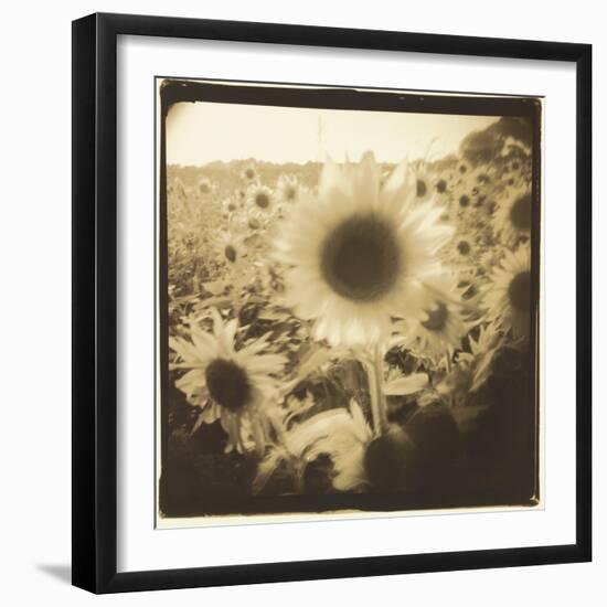 Sunflowers, Spain-Theo Westenberger-Framed Photographic Print