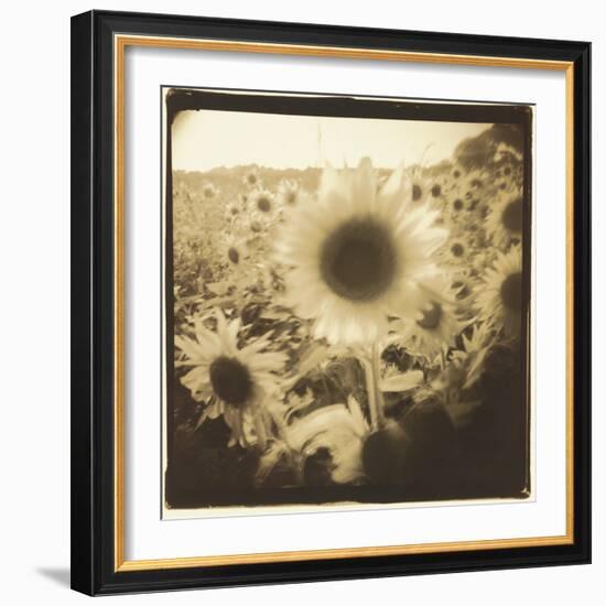 Sunflowers, Spain-Theo Westenberger-Framed Photographic Print