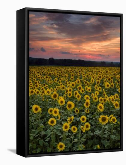 Sunflowers to the Sky-Michael Blanchette Photography-Framed Premier Image Canvas