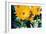 Sunflowers With Paint Effect-null-Framed Photo