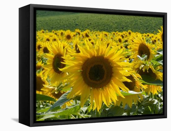 Sunflowers with Vines in Distance, Charente, France, Europe-Groenendijk Peter-Framed Premier Image Canvas