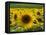 Sunflowers with Vines in Distance, Charente, France, Europe-Groenendijk Peter-Framed Premier Image Canvas