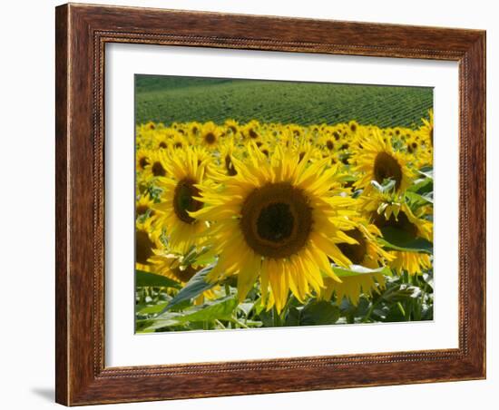 Sunflowers with Vines in Distance, Charente, France, Europe-Groenendijk Peter-Framed Photographic Print