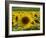 Sunflowers with Vines in Distance, Charente, France, Europe-Groenendijk Peter-Framed Photographic Print