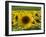 Sunflowers with Vines in Distance, Charente, France, Europe-Groenendijk Peter-Framed Photographic Print