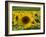 Sunflowers with Vines in Distance, Charente, France, Europe-Groenendijk Peter-Framed Photographic Print