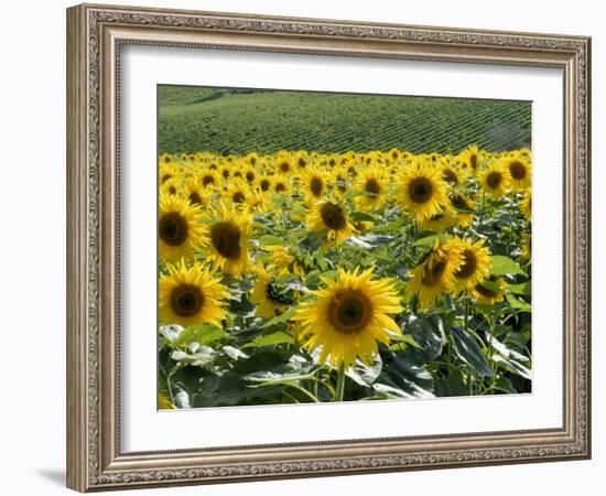 Sunflowers with Vines in Distance, Charente, France, Europe-Groenendijk Peter-Framed Photographic Print