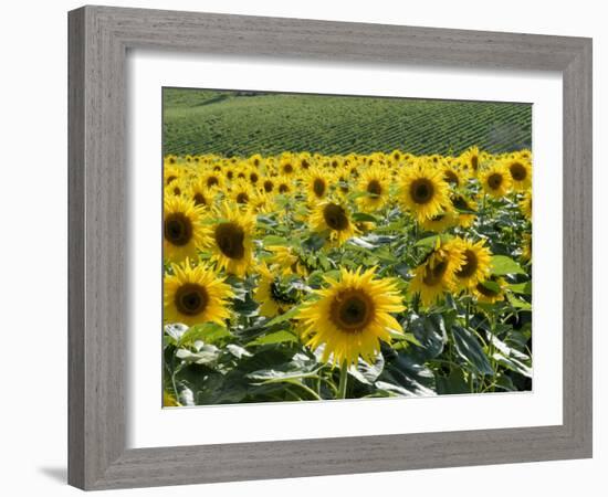 Sunflowers with Vines in Distance, Charente, France, Europe-Groenendijk Peter-Framed Photographic Print