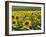 Sunflowers with Vines in Distance, Charente, France, Europe-Groenendijk Peter-Framed Photographic Print