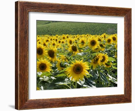 Sunflowers with Vines in Distance, Charente, France, Europe-Groenendijk Peter-Framed Photographic Print