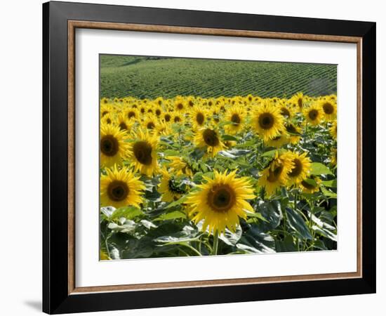 Sunflowers with Vines in Distance, Charente, France, Europe-Groenendijk Peter-Framed Photographic Print