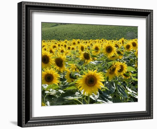 Sunflowers with Vines in Distance, Charente, France, Europe-Groenendijk Peter-Framed Photographic Print