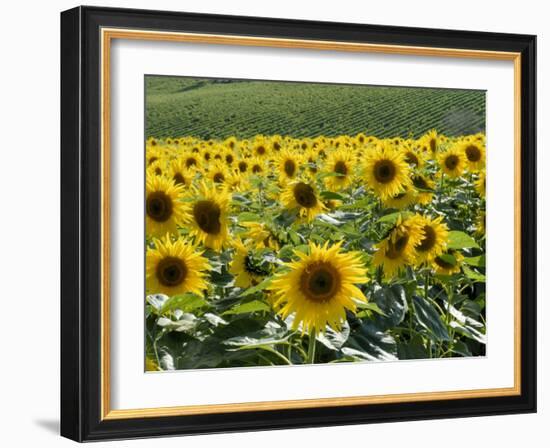 Sunflowers with Vines in Distance, Charente, France, Europe-Groenendijk Peter-Framed Photographic Print