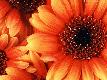 Premium Photographic Print