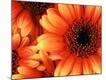 Premium Photographic Print
