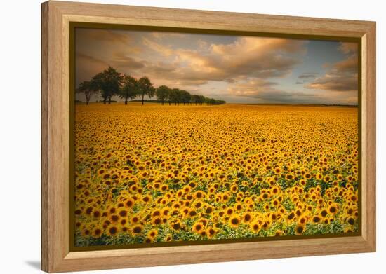 Sunflowers-Piotr Krol-Framed Premier Image Canvas