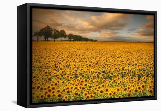 Sunflowers-Piotr Krol-Framed Premier Image Canvas